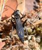 Dicyrtomellus tingitanus